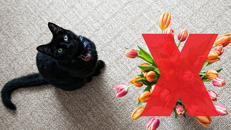 10 giftige Frühlingsblumen für Haustiere - Foto: iStock