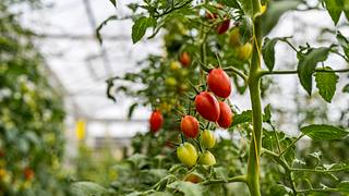 Tomaten im Gewächshaus - Foto: iStock/simonkr