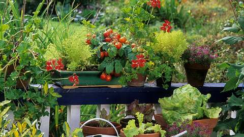 Tomaten und Kräuter auf einer Balkonbrüstung - Foto: iStock/Michel VIARD