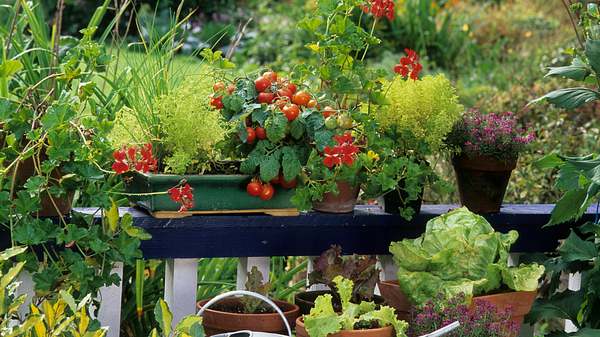 Tomaten und Kräuter auf einer Balkonbrüstung - Foto: iStock/Michel VIARD