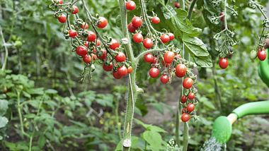 Tomatenstaude im Garten. - Foto: Storiesinbloom / iStock