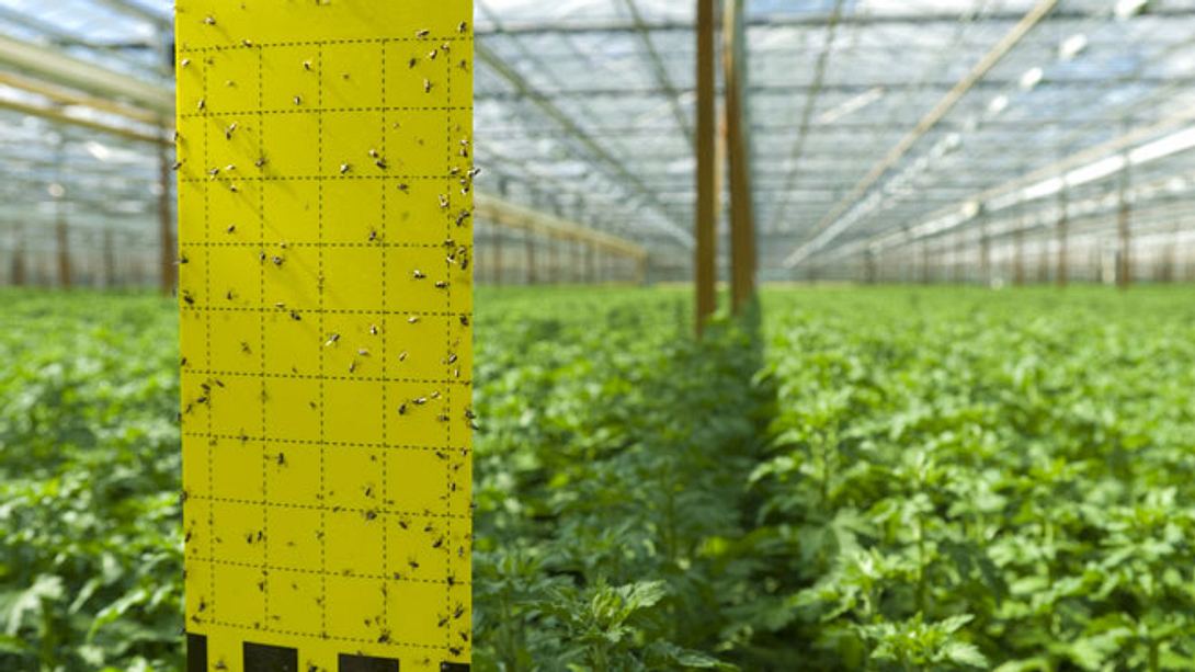 Trauermücken effektiv bekämpfen: So gehts. - Foto: hansenn/ iStock
