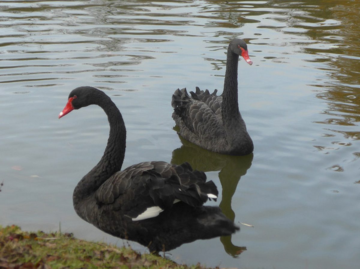 Süße Kontaktanzeige: Schwan sucht Partner fürs Leben