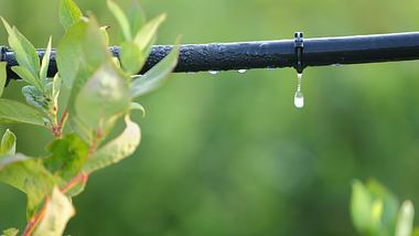 Bewässerung mit Tropfschlauch - Foto: iStock/Maxvis