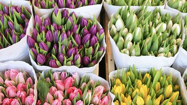 Mit diesen Tricks haben Sie länger etwas von Ihren Tulpen in der Vase. - Foto: KulikovaN / iStock