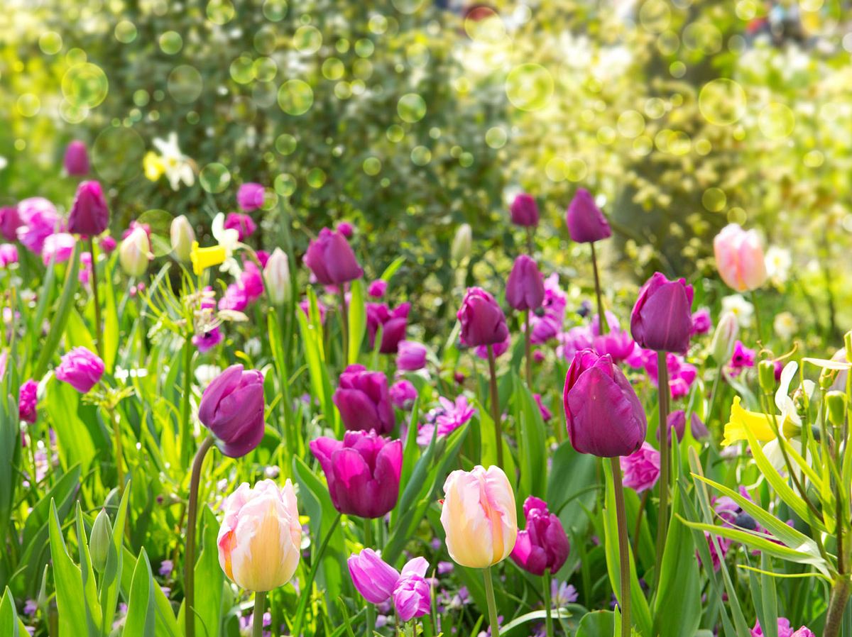 Frühlingsblume Tulpen