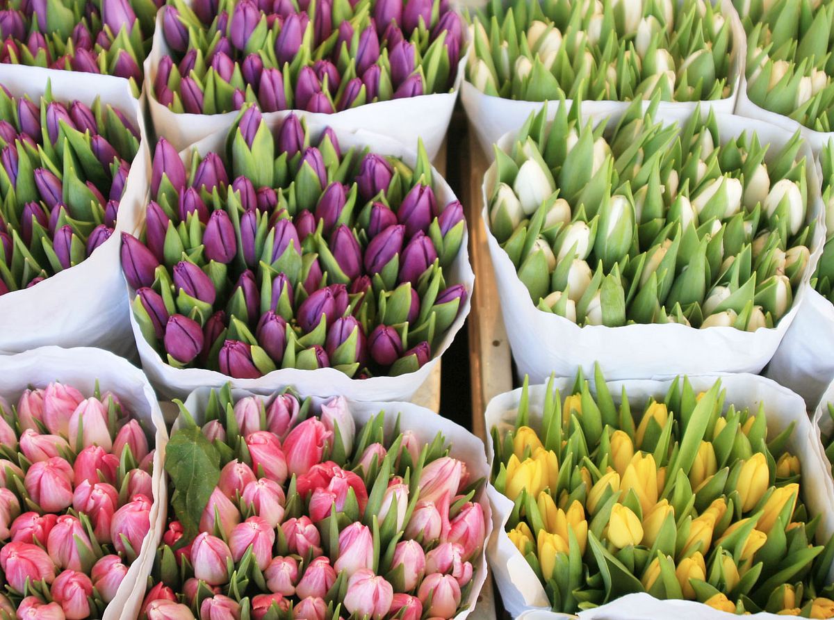 Bunte Tulpen für den Osterstrauß. 