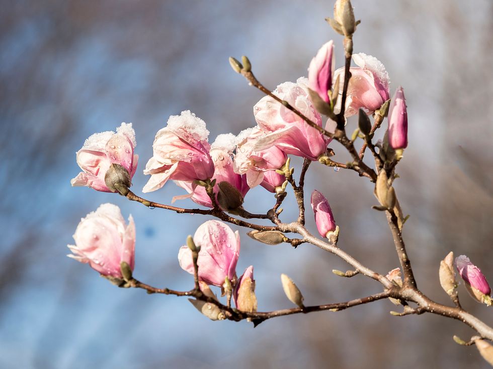 Tulpenmagnolie im Winter