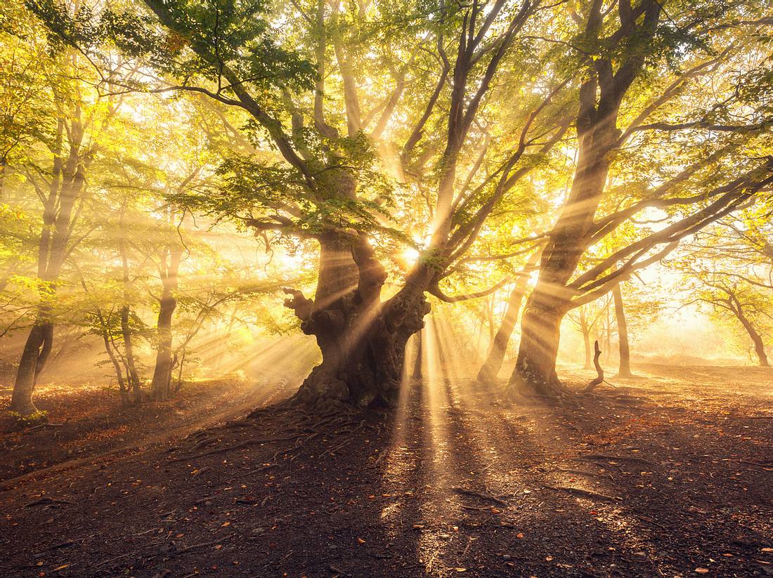 Übersinnliche Kräfte im Wald Übersinnliche Kräfte im Wald