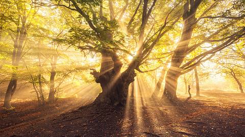 Übersinnliche Kräfte im Wald - Foto: den-belitsky / iStock