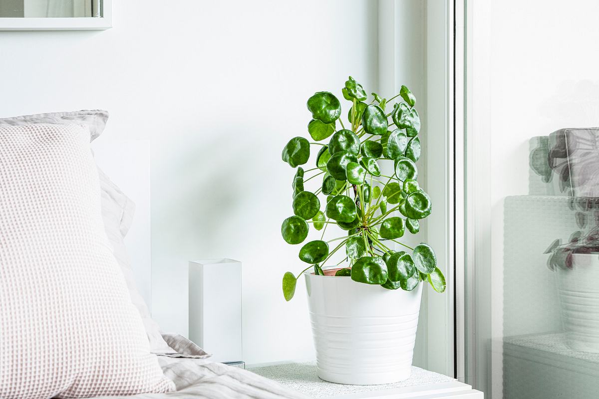 Pilea Peperomioides