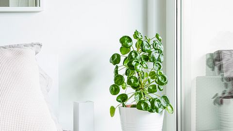 Pilea Peperomioides - Foto: iStock / HT2023