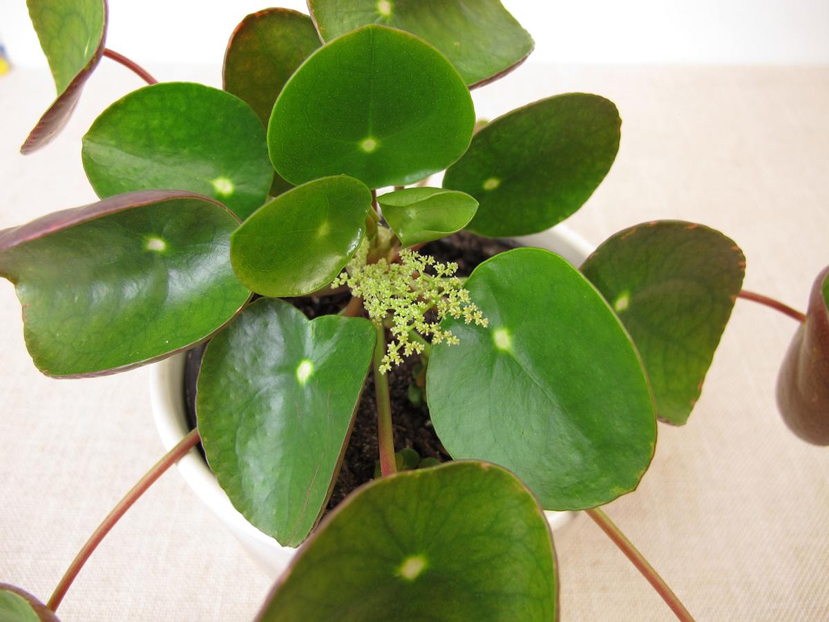 Blüte einer Pilea Peperomioides