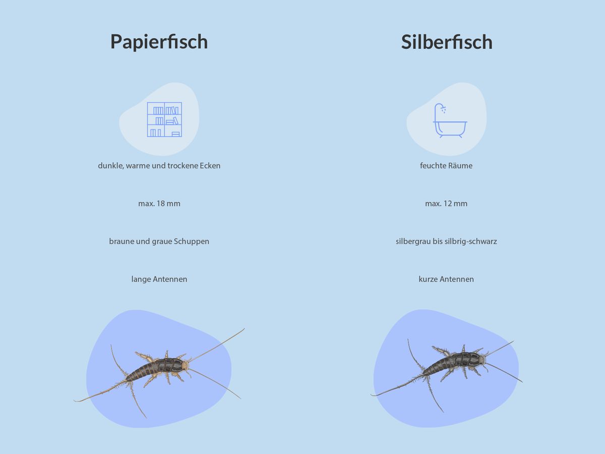 Was ist der Unterschied zwischen Silberfischen und Papierfischen?