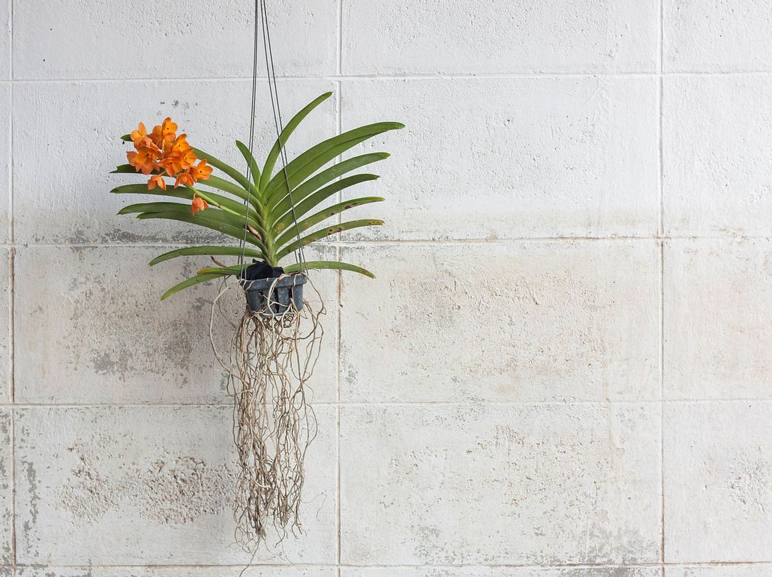 Vanda-Orchidee: Kauf- & Pflegetipps für die Aufsitzerpflanze