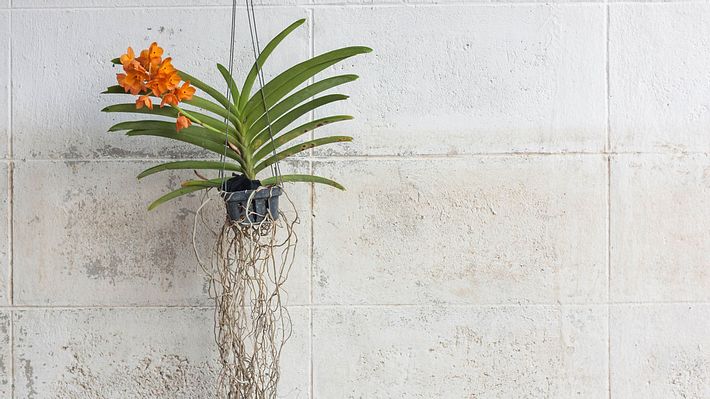Vanda-Orchidee: Kauf- & Pflegetipps für die Aufsitzerpflanze - Foto: photocheaper / iStock