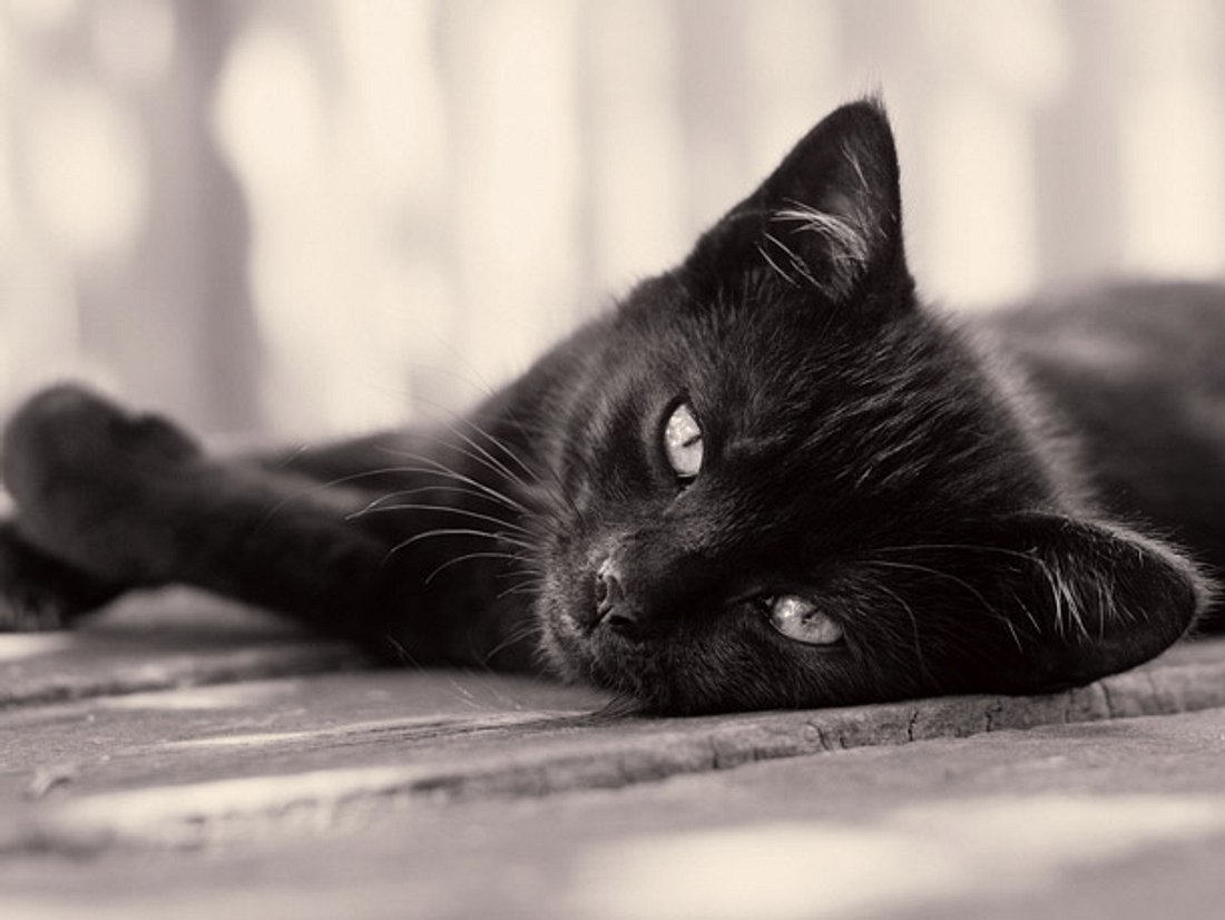 Nach 15 Jahren! Katze kehrt zur Besitzerin zurück