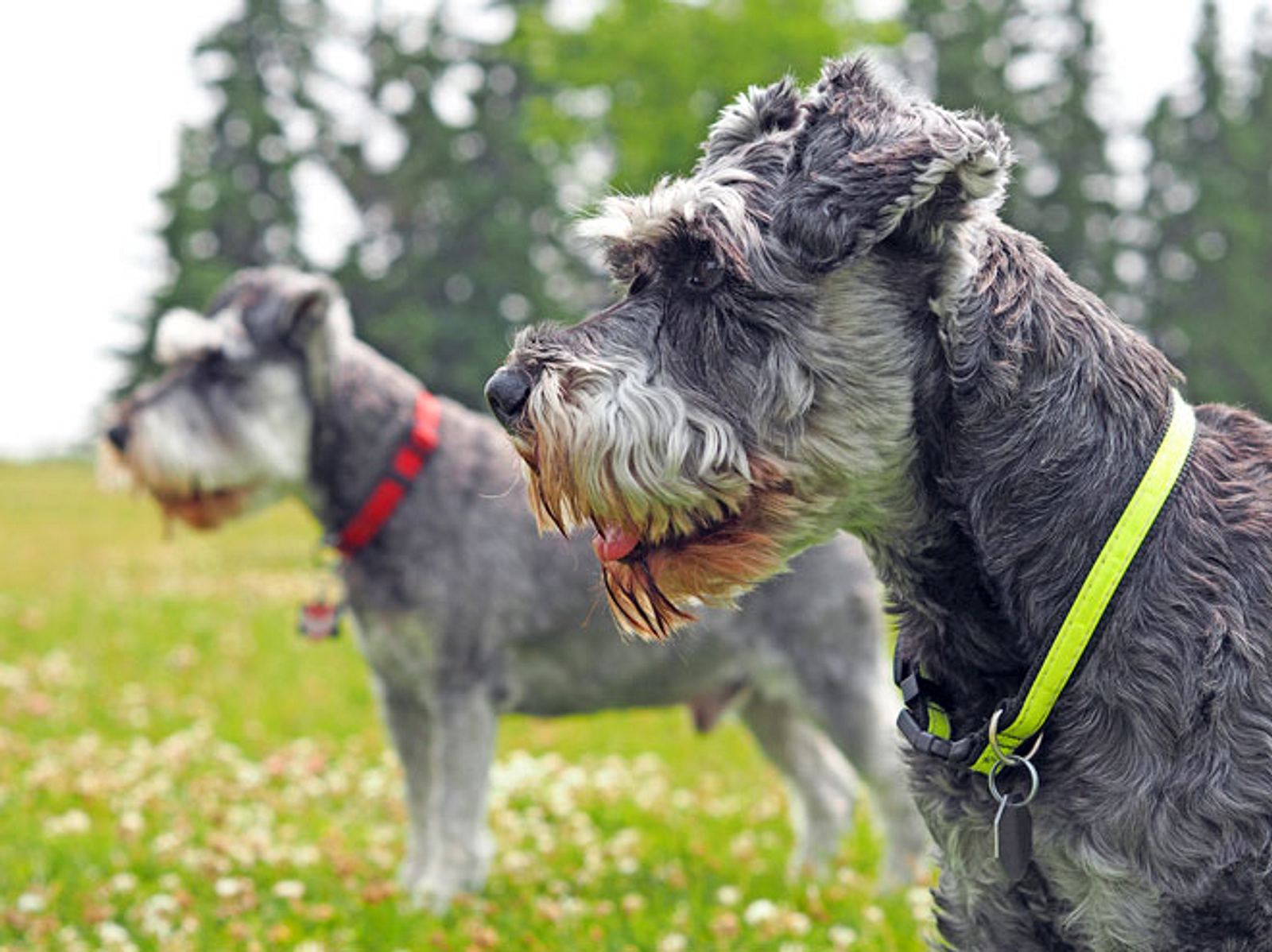 Vermisste Hunde finden dank Würstchen nach Hause zurück