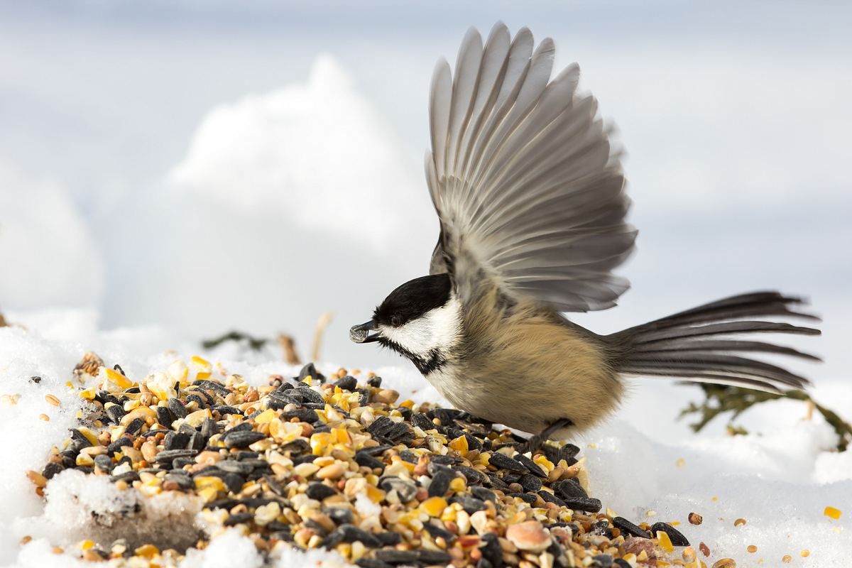 Vogelfutter selber machen: So geht's