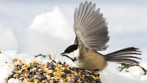 Vogelfutter selber machen: So gehts - Foto: MichelGuenette / iStock
