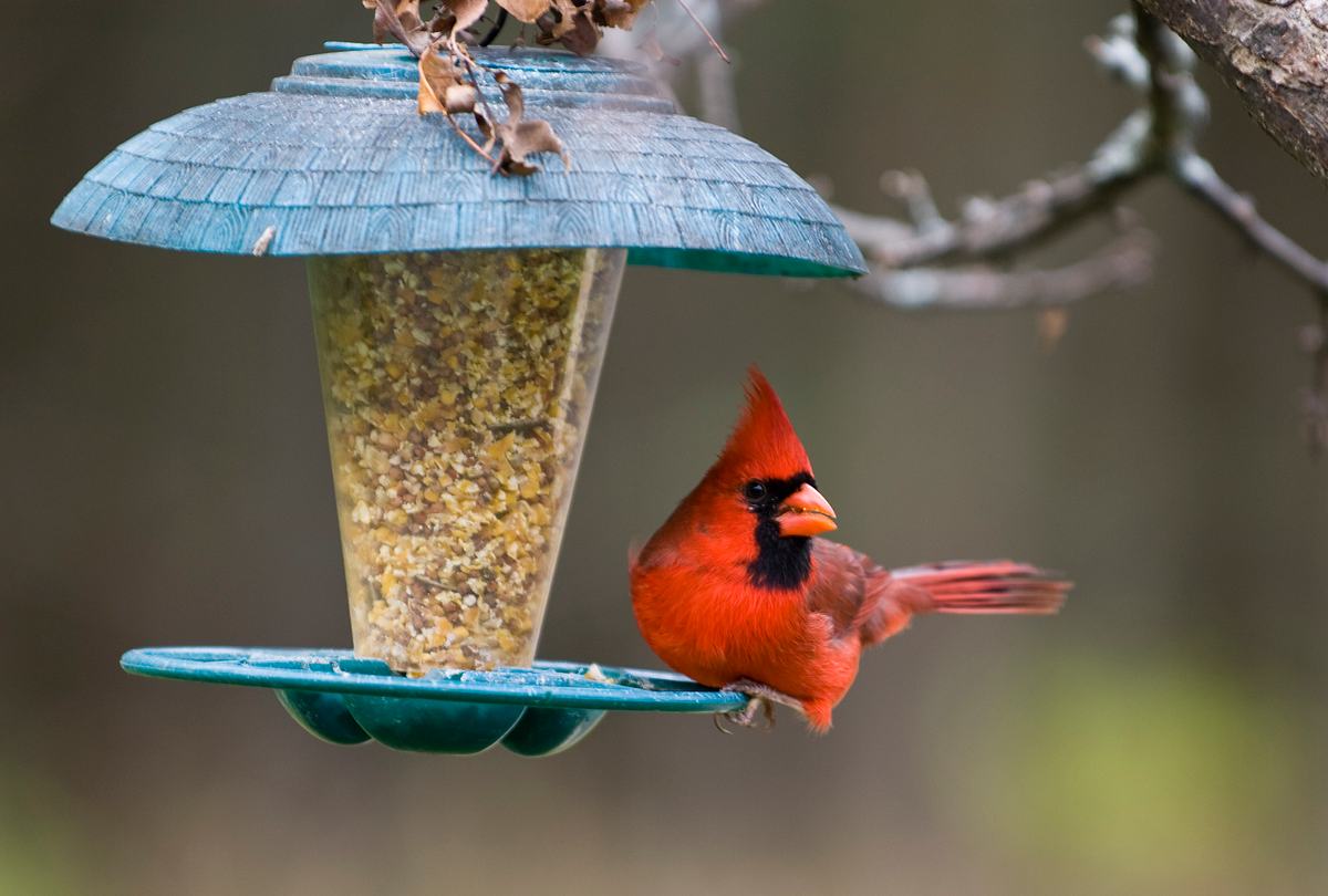 Vogel in Vogelfutterspender