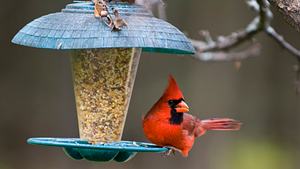 Vogel in Vogelfutterspender - Foto: iStock/doug4537