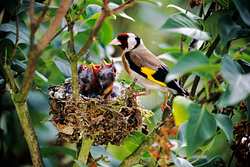 Vogelschutzzeit - Foto: Getty Images / Naturfoto Honal