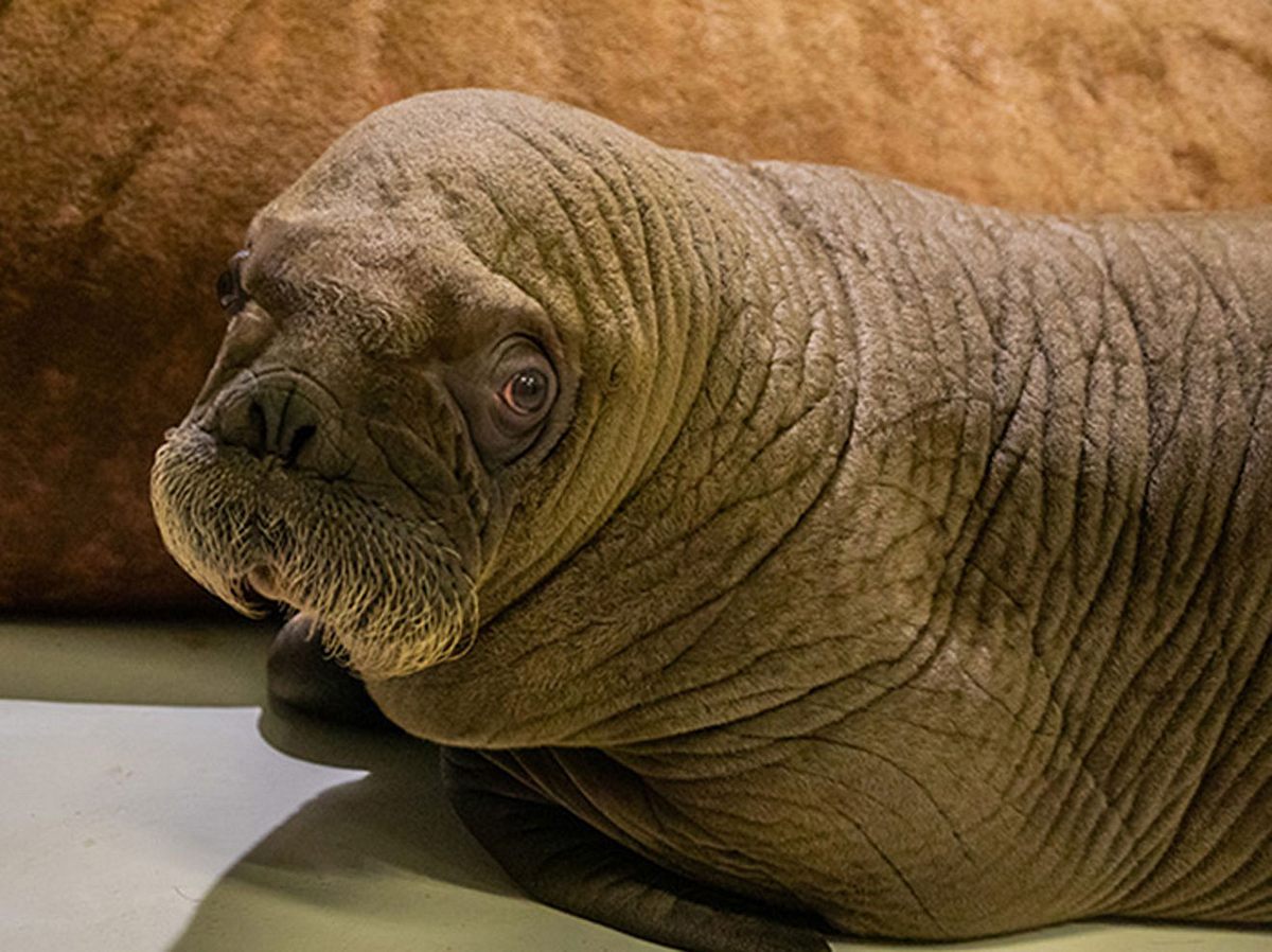 Das kleine Walross hat im Hamburger Tierpark Hagenbeck das Licht der Welt erblickt. 