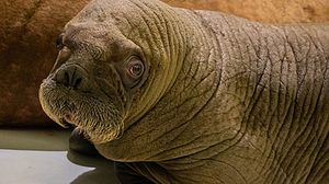 Das kleine Walross hat im Hamburger Tierpark Hagenbeck das Licht der Welt erblickt.  - Foto: Tierpark Hagenbeck