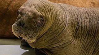 Das kleine Walross hat im Hamburger Tierpark Hagenbeck das Licht der Welt erblickt.  - Foto: Tierpark Hagenbeck