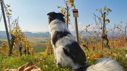 Wanderurlaub mit Hund: Die schönsten Touren - Foto: MaxBaumann / iStock