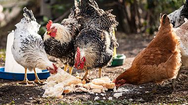Was fressen Hühner? - Foto: DERO2084 / iStock