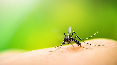 Was hilft gegen Mücken? - Foto: Auimeesri / iStock