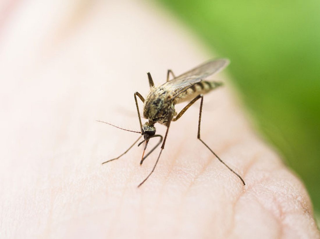 Was hilft gegen Mückenstiche?