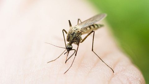 Was hilft gegen Mückenstiche? - Foto: Vitakot/ iStock