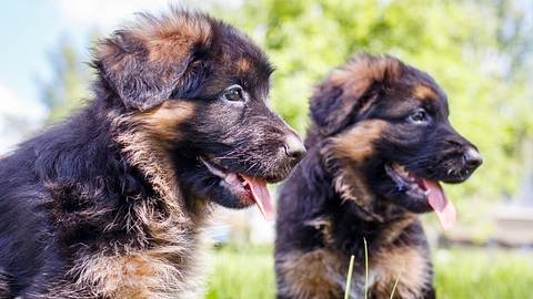 Zwei Schäferhundwelpen schauen in die Ferne. - Foto: sergio_kumer / iStock