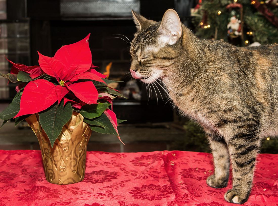 Katzen sollten nicht an Weihnachtssternen knabbern, es droht eine Vergiftung.