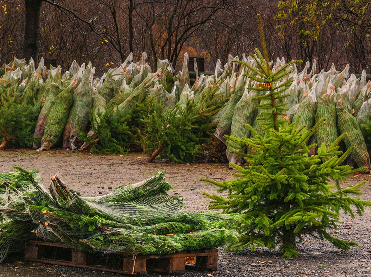 Die Weihnachtsbaumpreise bleiben in diesem Jahr stabil. 