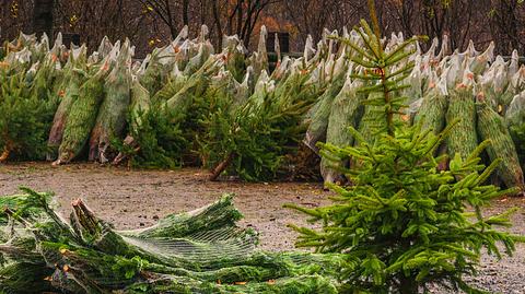 Die Weihnachtsbaumpreise bleiben in diesem Jahr stabil.  - Foto: JFsPic / iStock