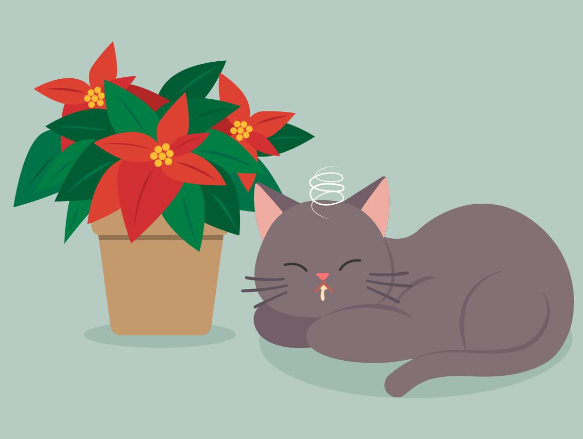 So giftig ist der Weihnachtsstern für Ihre Katze