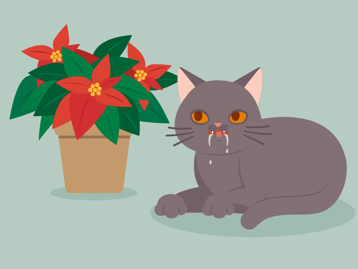 So giftig ist der Weihnachtsstern für Ihre Katze