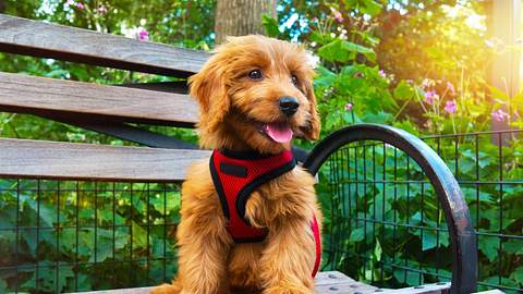Welpengeschirre - Foto: iStock/nycshooter