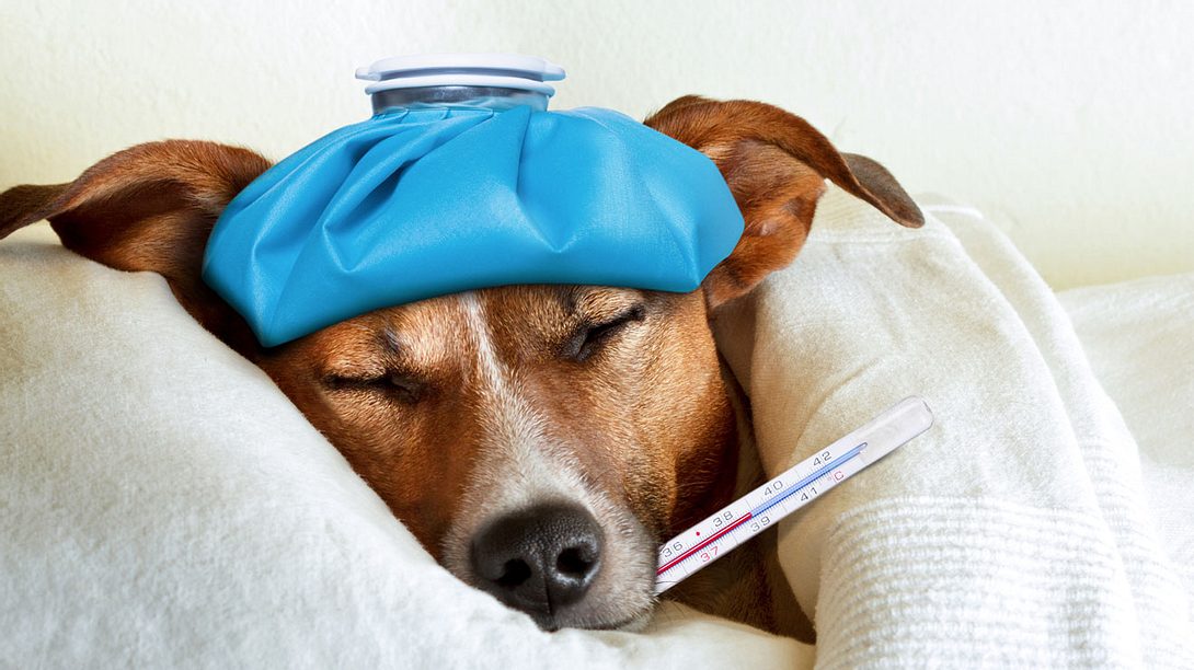 Auch Hunde können eine Erkältung bekommen - Foto: damedeeso / iStock