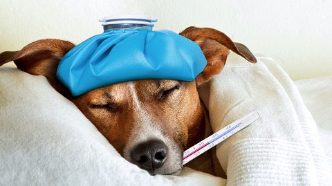 Auch Hunde können eine Erkältung bekommen - Foto: damedeeso / iStock