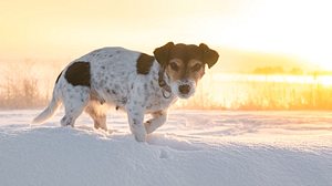 Wenn der Hund zittert können diese Ursachen dahinterstecken. - Foto: K_Thalhofer / iStock