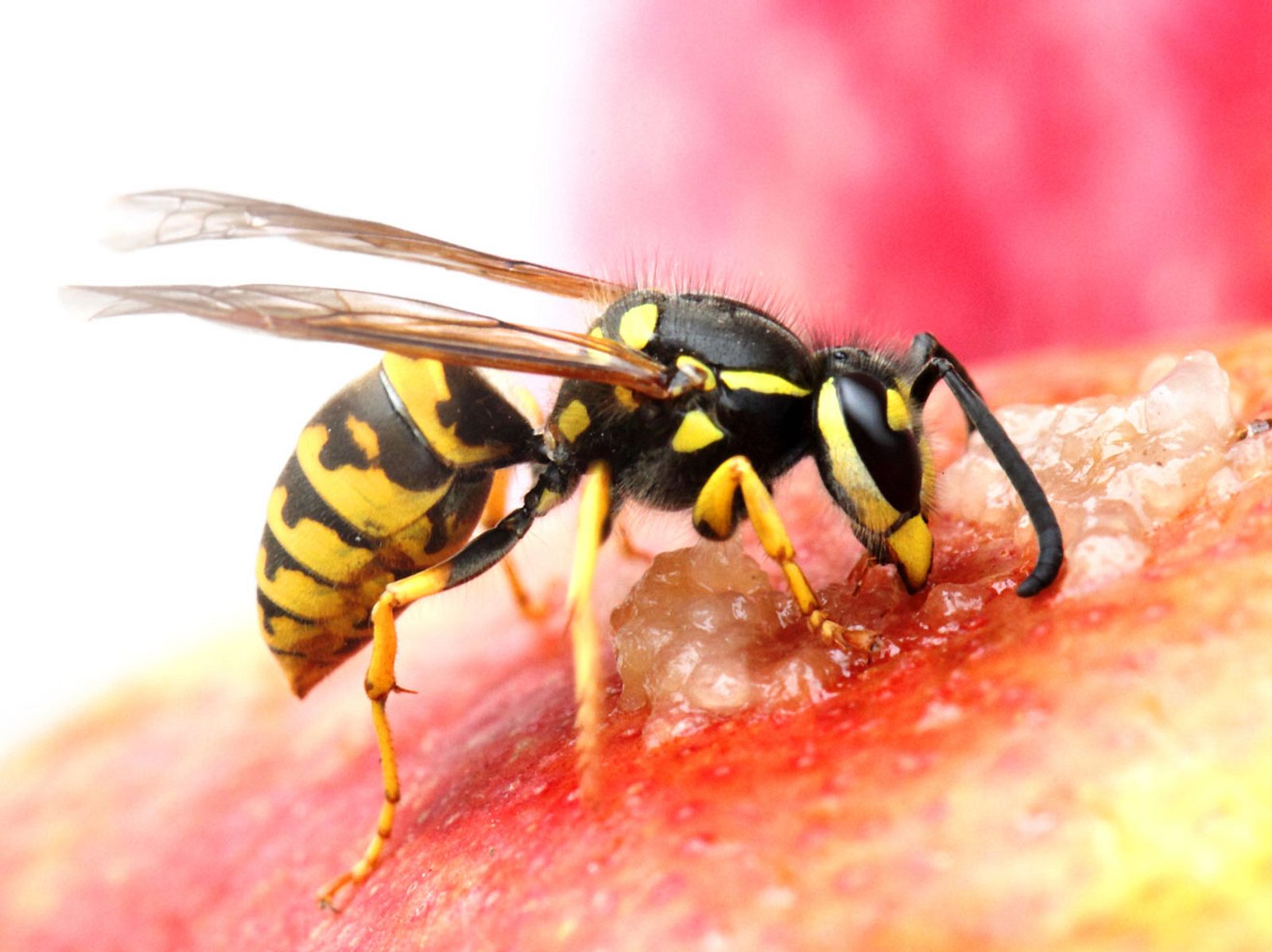 Wespen vertreiben: 10 Hausmittel und wie gut sie wirklich sind |  Liebenswert Magazin