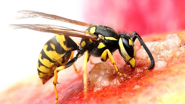 Wie lassen sich Wespen vertreiben?