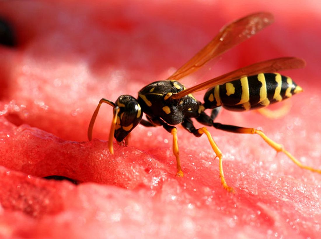 Wespenstiche: Was Sie dagegen tun können