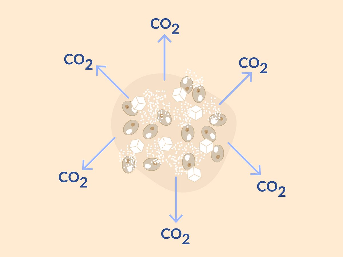 Hefepilze verarbeiten Zucker zu CO2