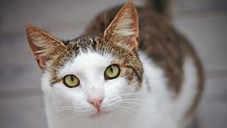 Wie sehen Katzen und warum schnurren sie? 7 spannende Fakten über Katzen. - Foto: Azaliya / iStock